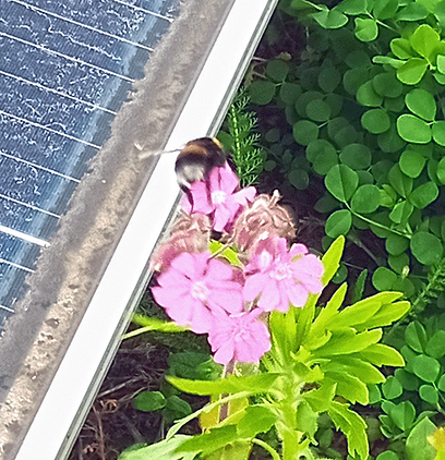 BioSolar Green Roof Plants