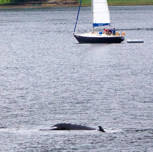 Humpback Whale Loch Goil 