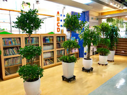 購買大型室內植物