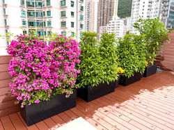 設計長型纖維盆植物