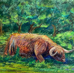 An orange-brown Highland Cow grazes in a lucious green pasture. The cow was named Dougal Hamish Lewis by my grandmother when I gifted the painting to her.