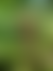 Benefits of eating local