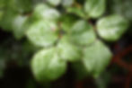 leaf-733739_1920