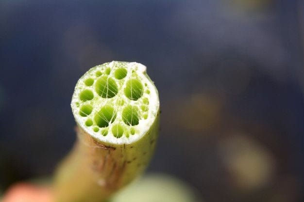 The lotus stem is prized in India and Southeast Asia for its crunchy texture and mildly sweet taste. It grows in muddy water, making harvesting challenging. The stems are difficult to find in top quality, which drives up their cost, especially when they’re exported to high-end international markets.