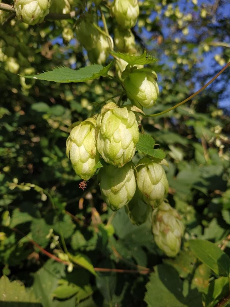 Hop shoots are the tender, young tips of the hop plant, used in brewing beer but also celebrated as a seasonal delicacy. They are extremely labor-intensive to harvest, as each tiny shoot must be gathered by hand. Hop shoots are prized for their earthy, asparagus-like flavor and are often served in fine restaurants across Europe.