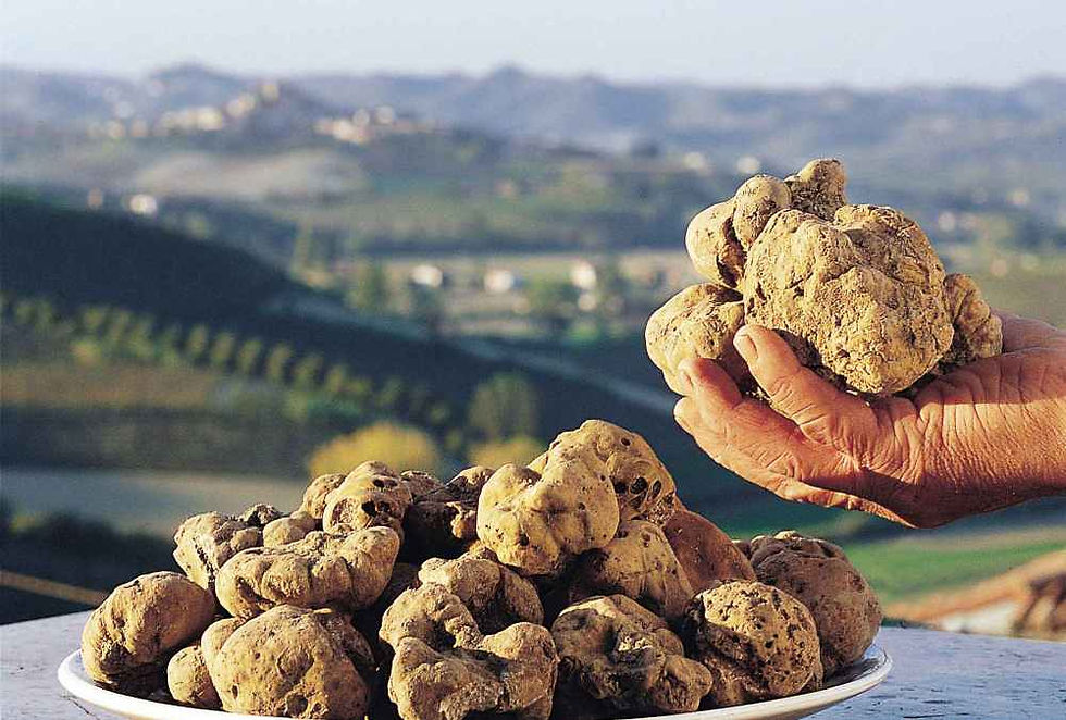 White truffles, native to Italy’s Alba region, are among the rarest and most expensive truffles due to their elusive nature. They can’t be cultivated and only grow in specific regions under oak trees, making them highly seasonal. Foraging for truffles requires specially trained dogs, and their short shelf life only adds to the allure and cost of this prized fungus. Their earthy, pungent aroma elevates everything from pasta to risotto.