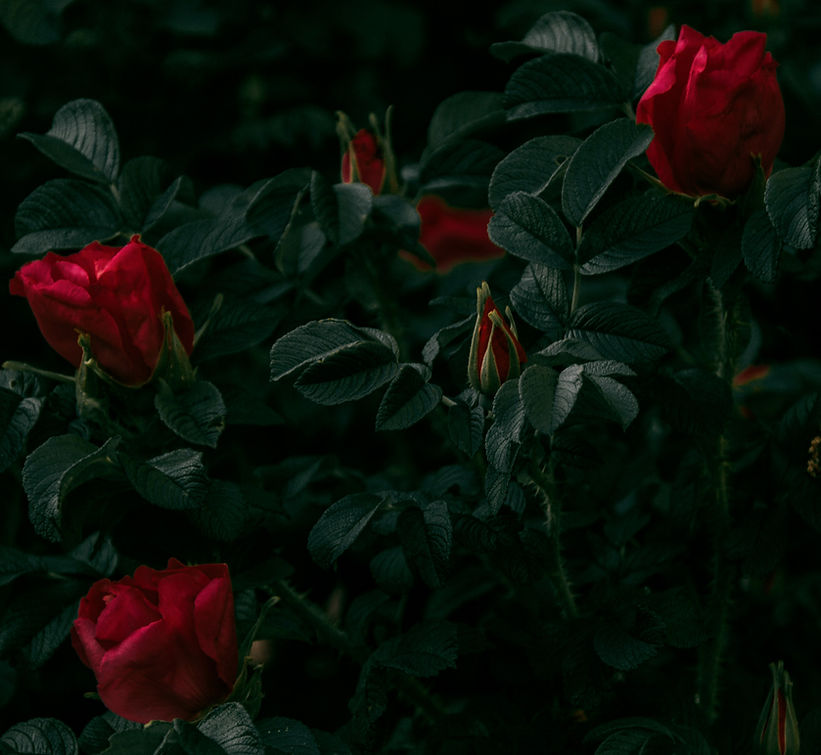 New Growth community art project details with a rosebush background