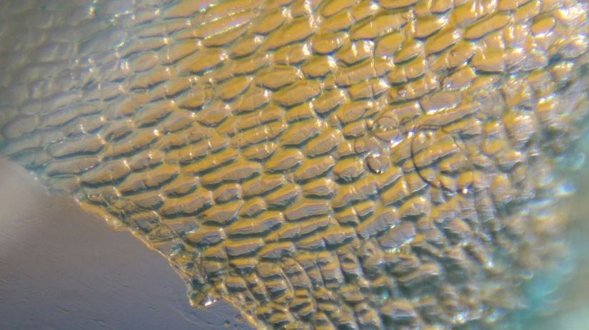 熊振文理國中國小科學營顯微鏡