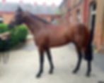 Prost (Tin Horse-Plebeya)