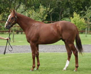 Lope de Vega ex Jamhara