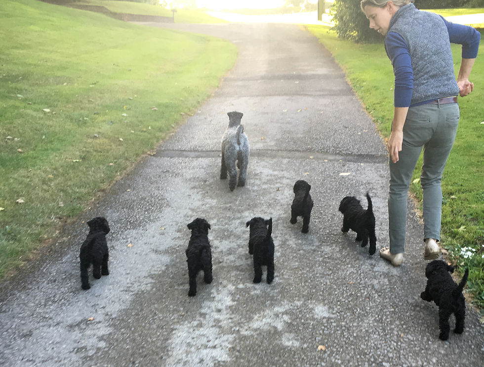 Darcey and pups