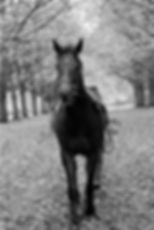 Vallila as a yearling