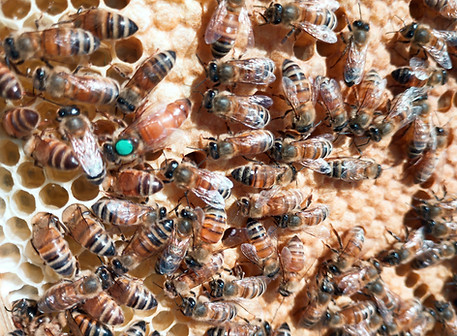 regina con api_edited.jpg