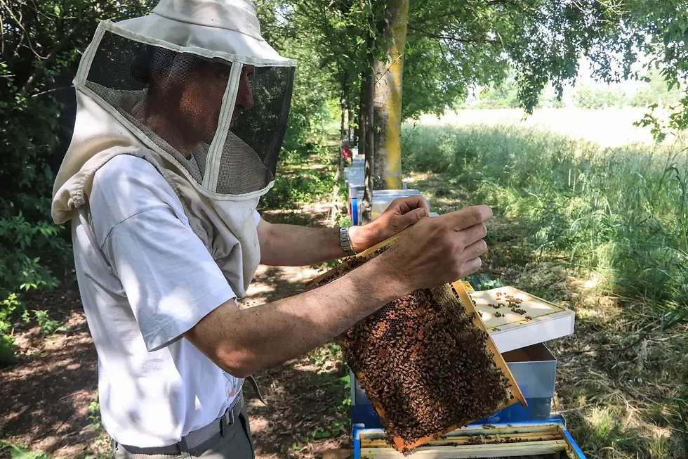Apicoltore durante una visita in apiario di allevamento sciami, presso Apicoltura Besa Fanti a Bologna.