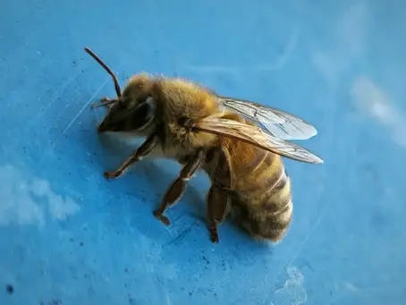 Ape ligustica, l'ape italiana, l'ape da miele per eccellenza. Allevamento Besa Fanti Bologna.