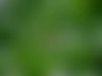 Ape ligustica posata su fiore di lippia in prato verde fiorito a Bologna. Eco-schema 5 Apicoltura Besa Fanti.