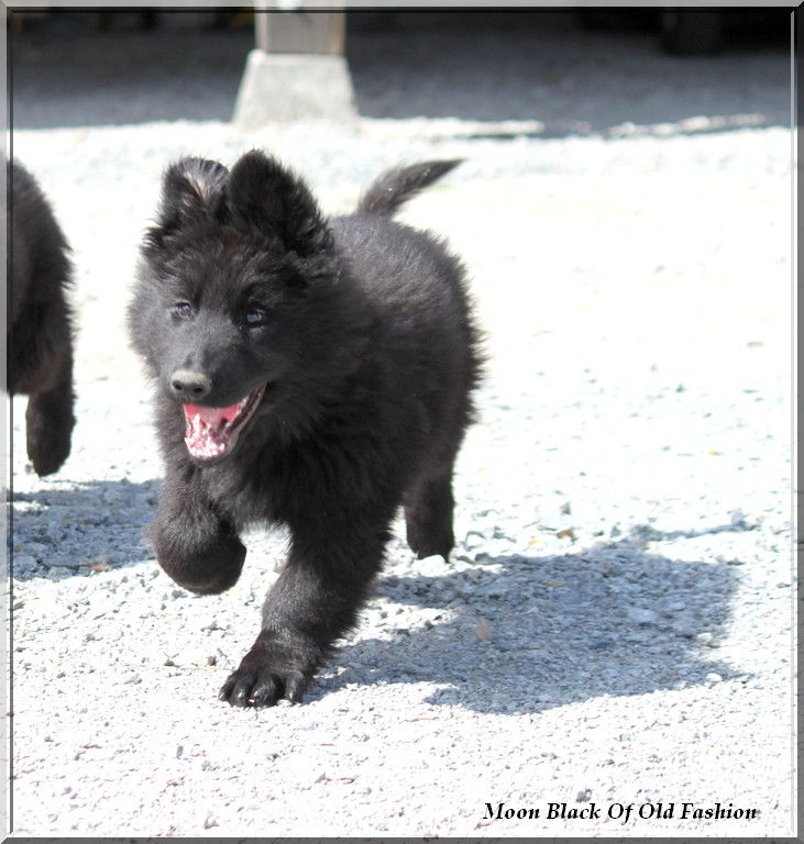 Moon Black