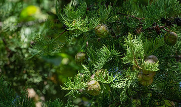 Branch of Mediterranean cypress with round brown cones seeds against blurred green backgro