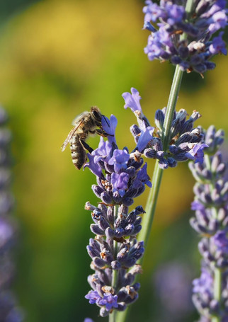 Honigzeitgarten
Lavendel mit Biene