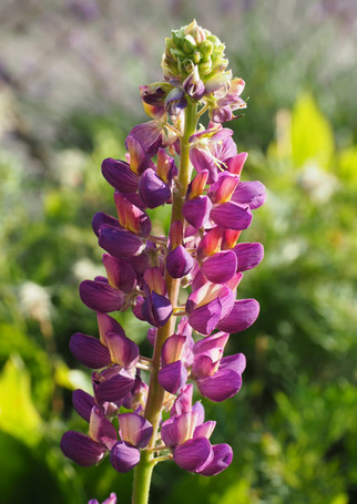 Honigzeitgarten
Lupine