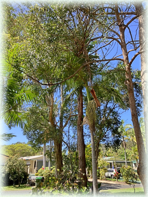 Nature is Conscious