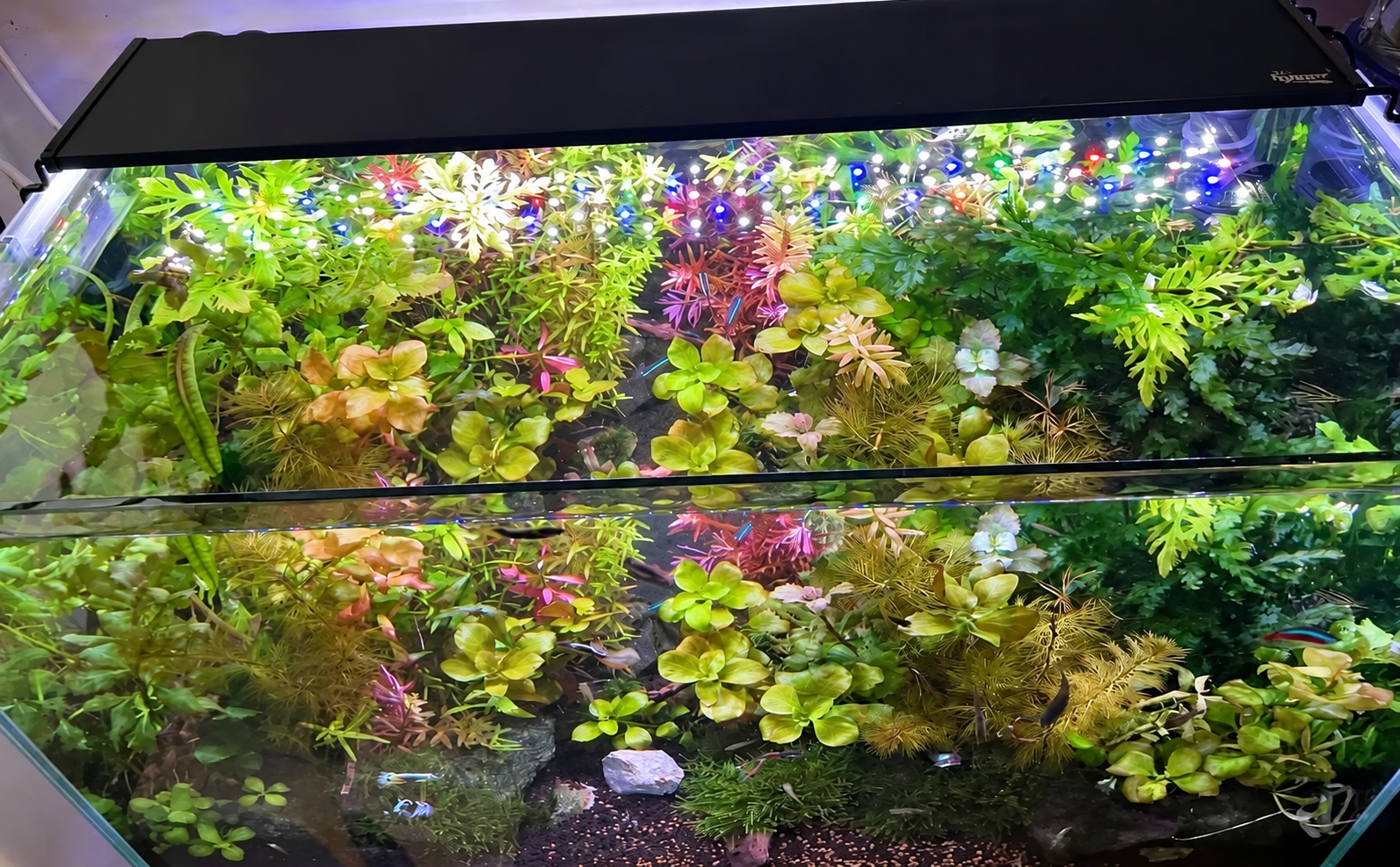 豊かな水草と熱帯魚が広がるN-waveの水槽