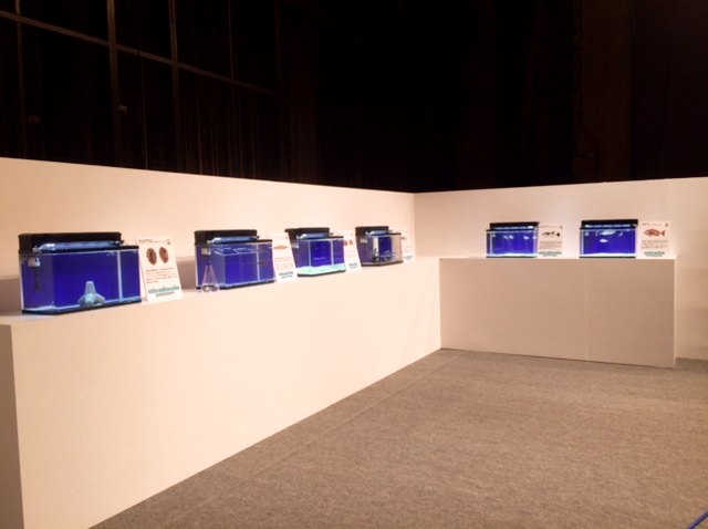 第37回 全国豊かな海づくり大会 福岡大会でN-waveが担当した水槽展示