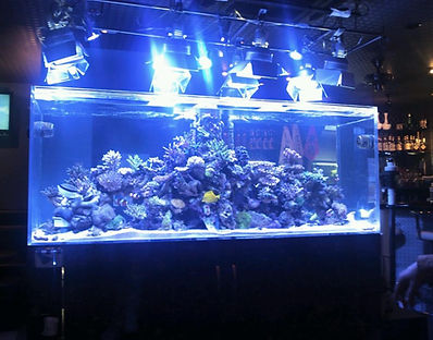 癒し 綺麗 レイアウト 金魚 癒し インテリア N Wave 日本 癒し 綺麗 レイアウト 金魚 癒し インテリア N Wave 日本