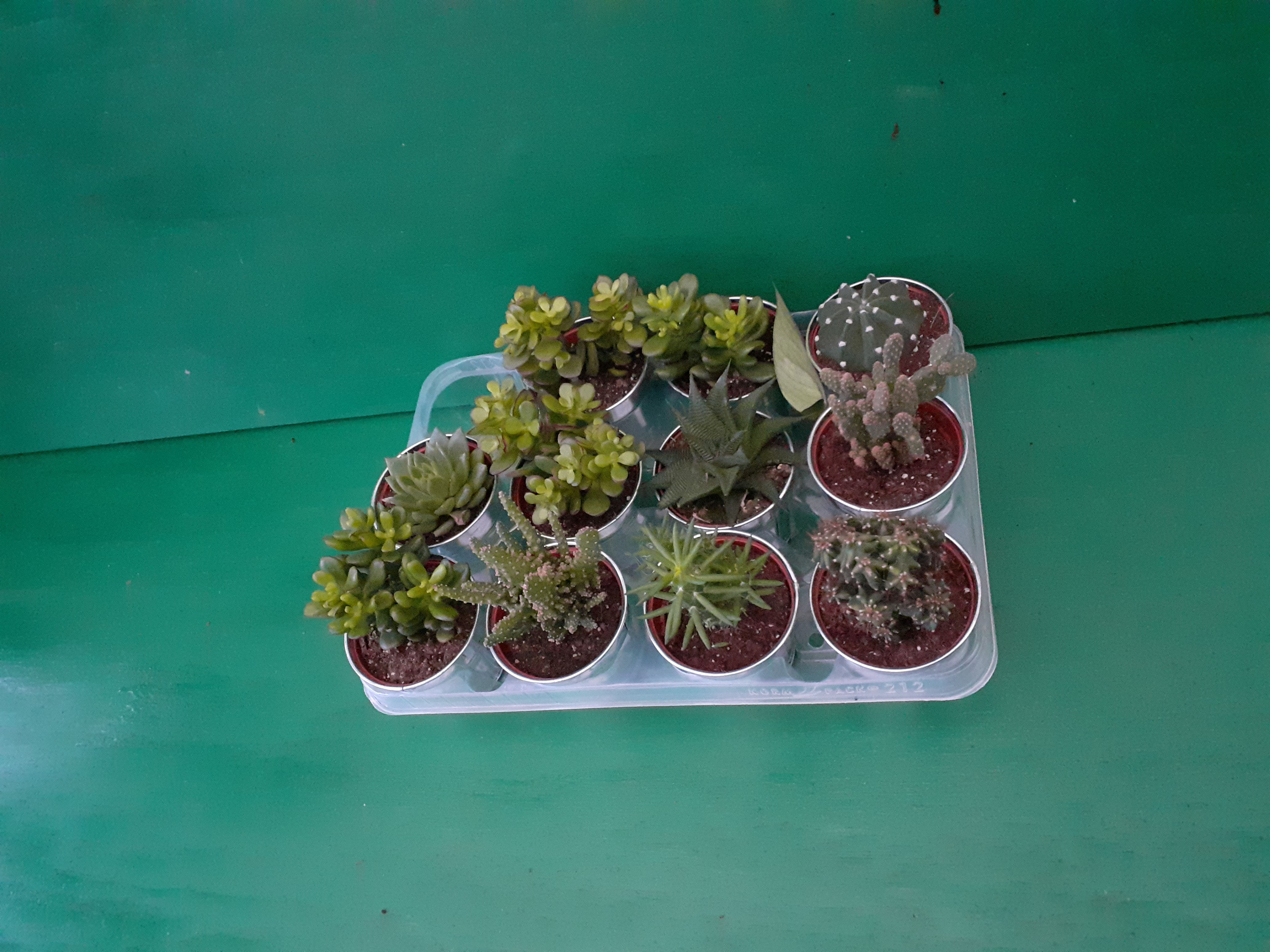 Succulents 