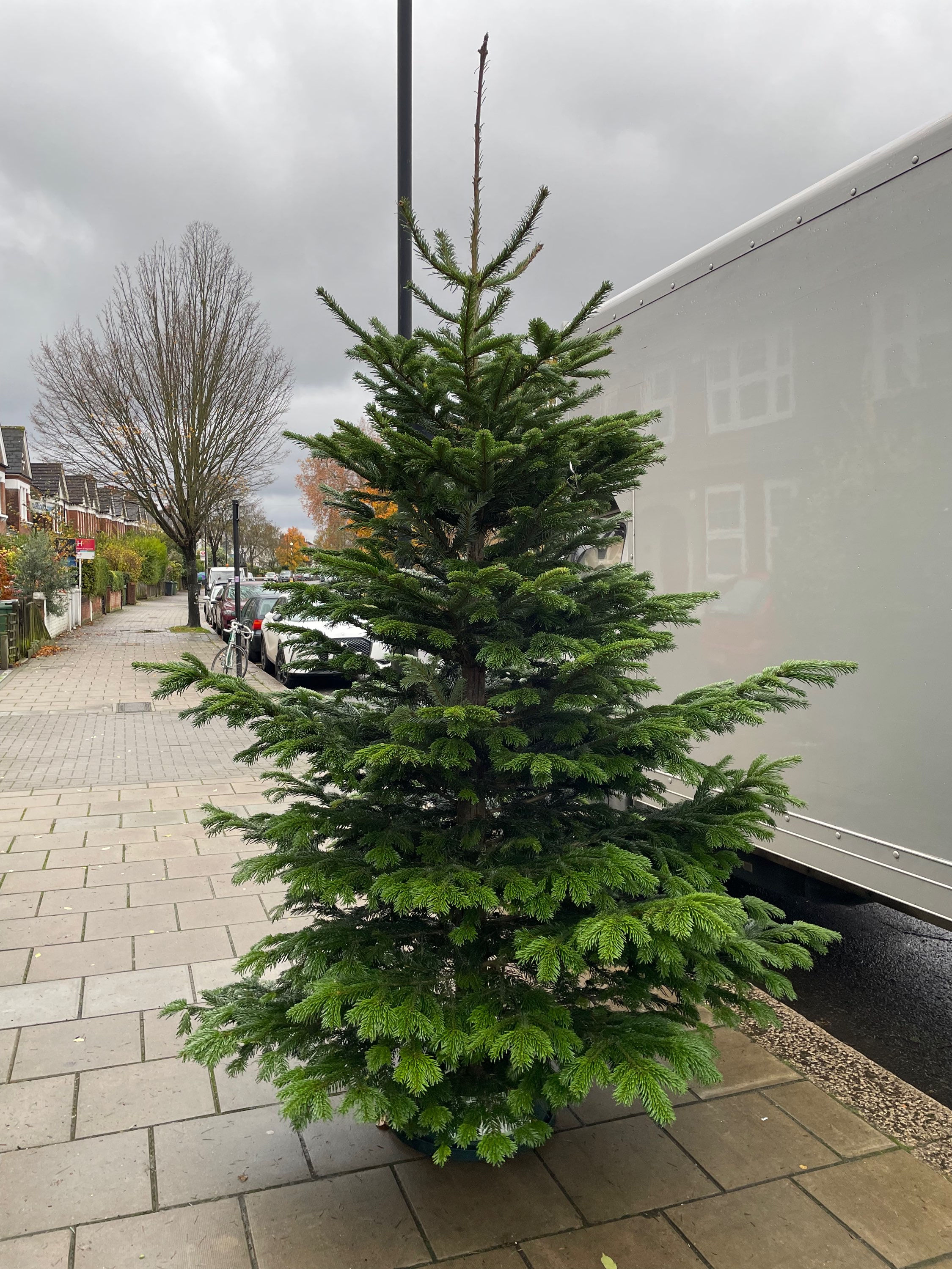 Premium Nordmann Fir 10-12ft Black Tag 