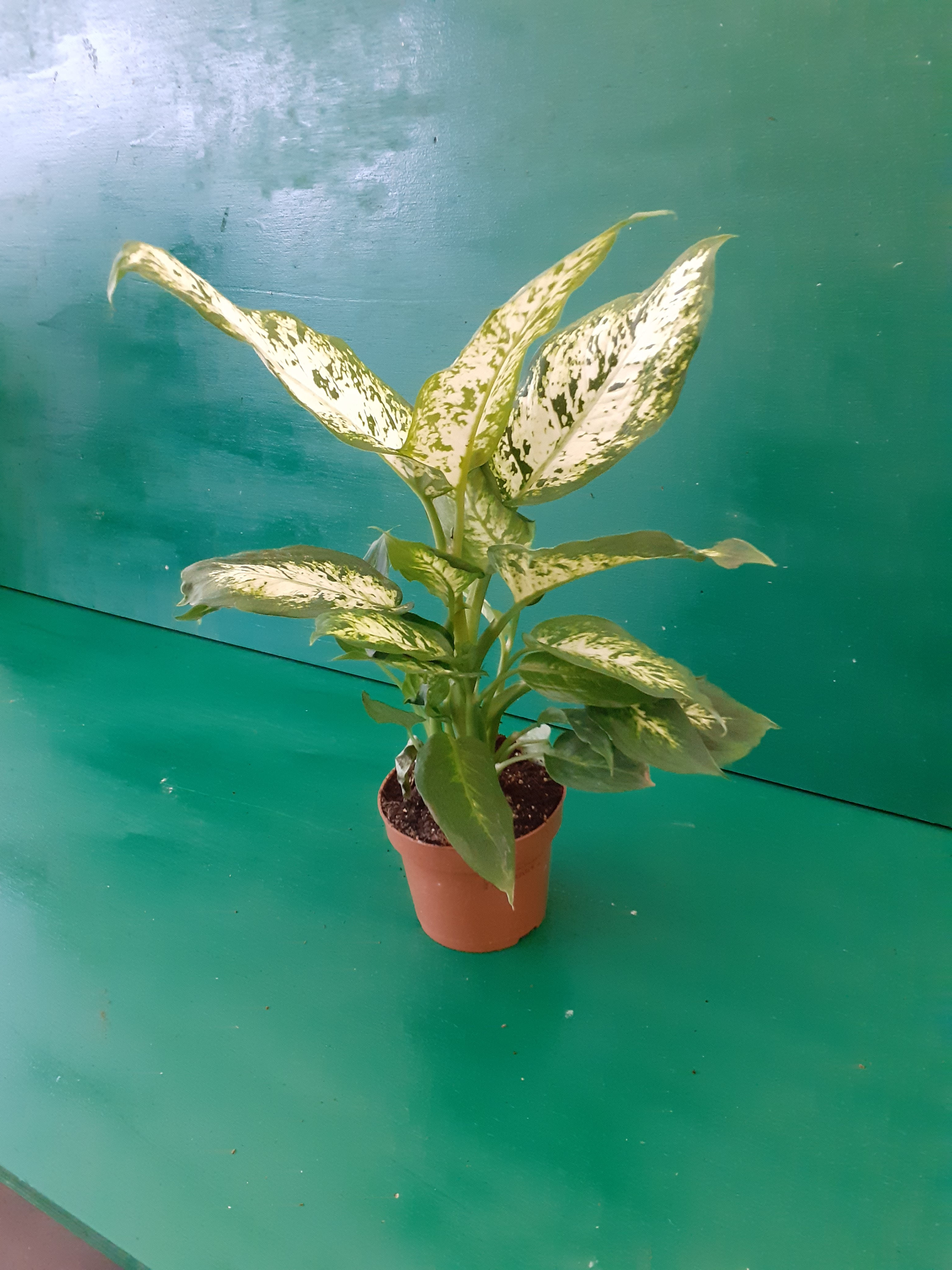 Dieffenbachia