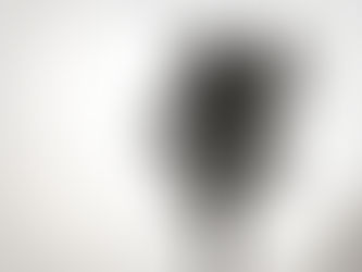 Washingtonia robusta