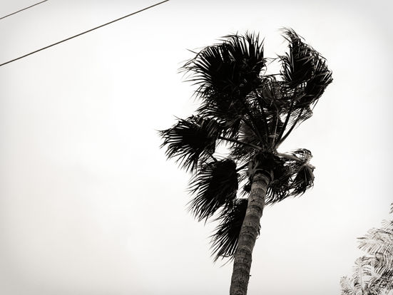 Washingtonia robusta