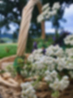 Heilpflanzen Workshop Sommer
