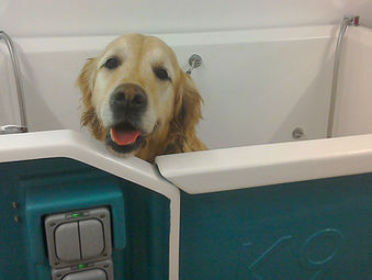 Why use a Professional Dog Groomer?
