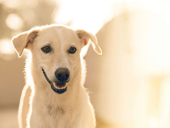 Why is my Dog’s Dental Health So Important?