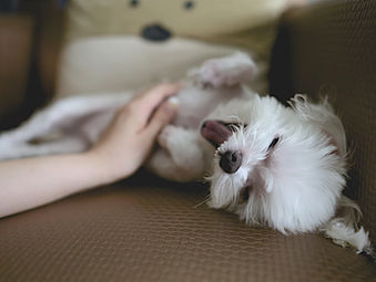 Easy Ways to Pamper Your Dog