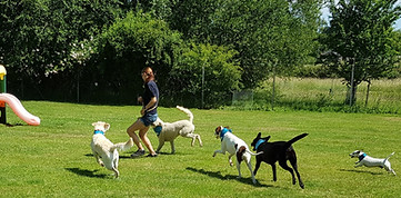 Dog Day Care centre in Oakington, Cambridgeshire, the Best Care and Excellent facilities for your dog. Indoor and Outdoor play areas, Puppy Club, Puppy Training & Dog Training, VIP Dog Services