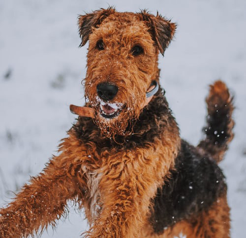 Preparing your dog for winter