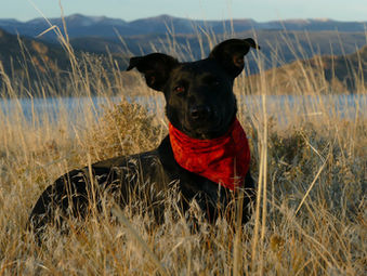 Dogs and grass seed - what you need to know
