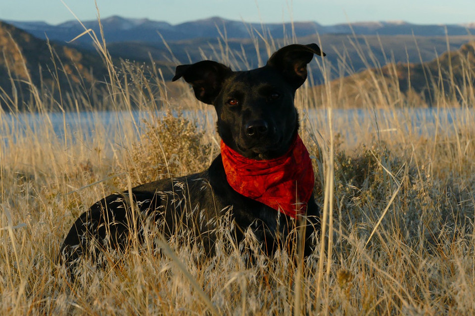 Dogs and Grass Seeds