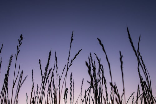 Grass Seeds in dogs