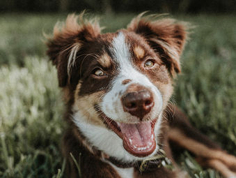 Fleas, Ticks and Worms, and what they mean for your dog