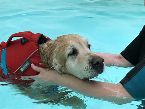 Hydrotherapy for Dogs