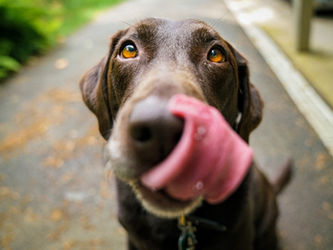 How to get started with RAW feeding your dog