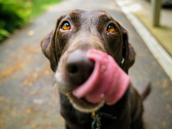 How to get started with RAW feeding your dog