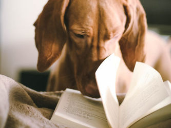 Oakington Dog Day Care Centre receives a 5⭐rating for the New Animal Activities License (AAL) - Lic