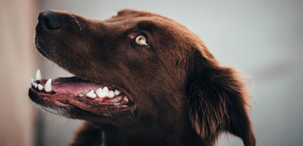 Dog dental care review
