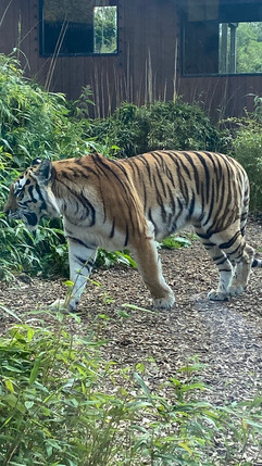 Colchester Zoo: Inspiration for stories is everywhere