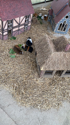 Colchester Zoo: Inspiration for stories is everywhere